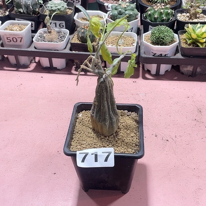 717沙漠苦瓜块根，