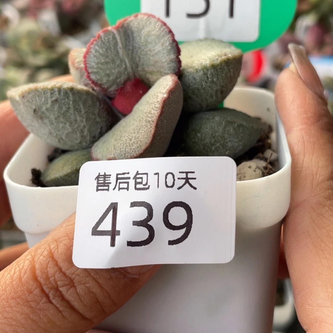 茉*花439。