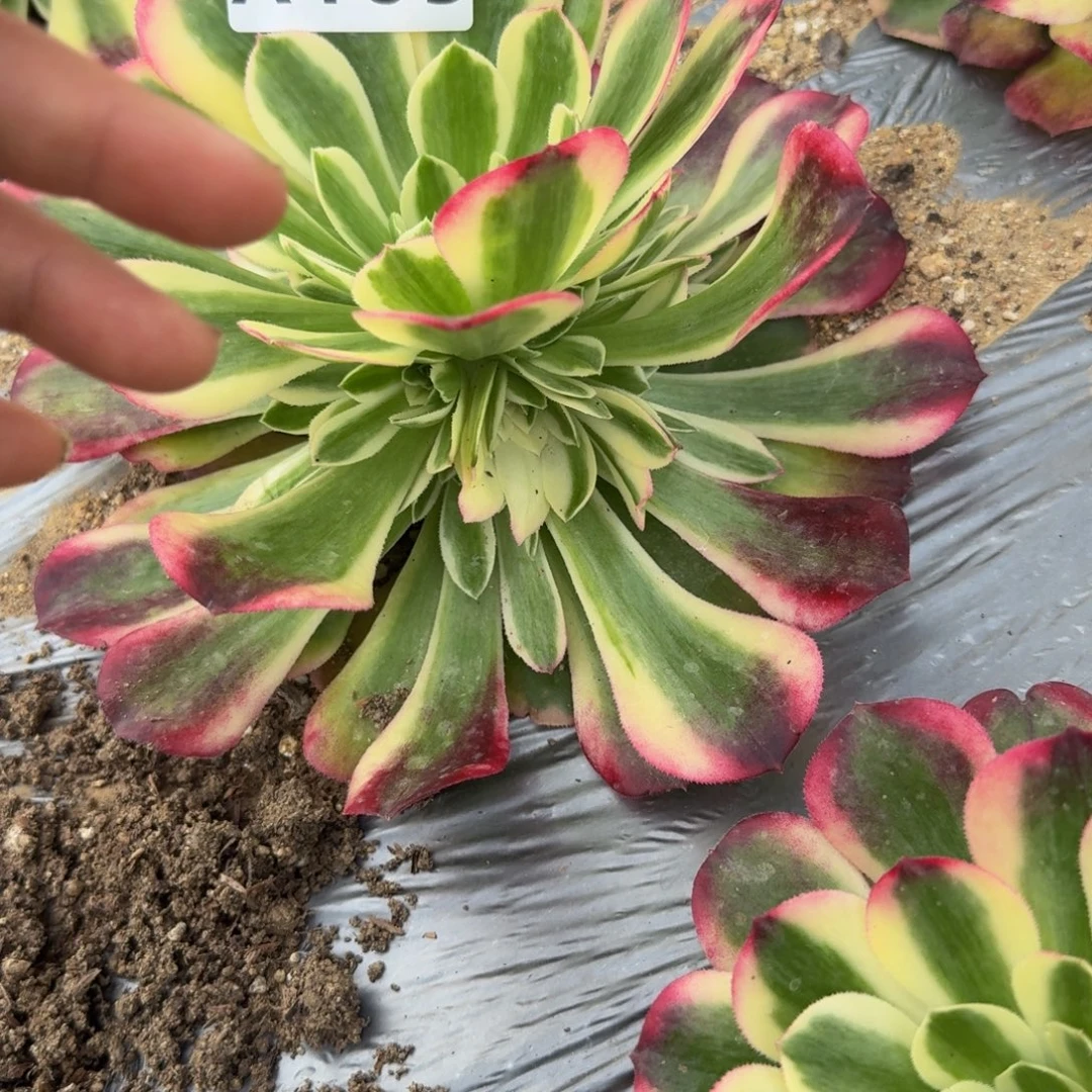 105海棠。多肉植物