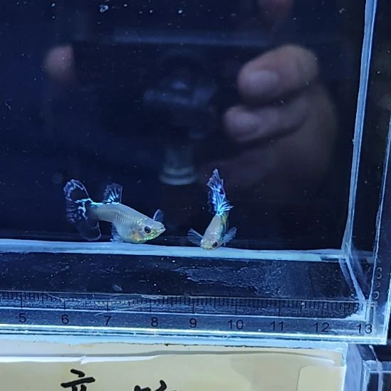 孔雀鱼19越系蓝蝴蝶半月一对