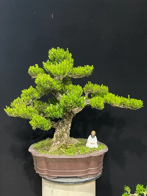 黄杨盆景一拍一物（直播间专用改价链接）