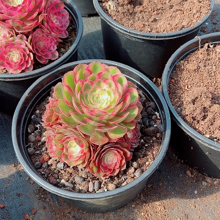 荔枝黑盆多肉植物大战