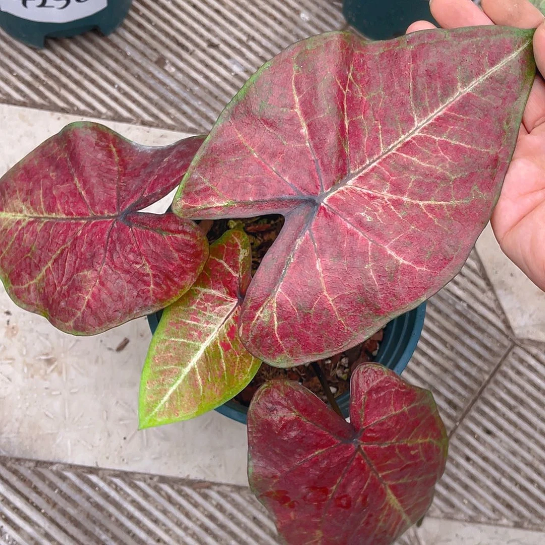 完全开放泰彩一物一拍4261