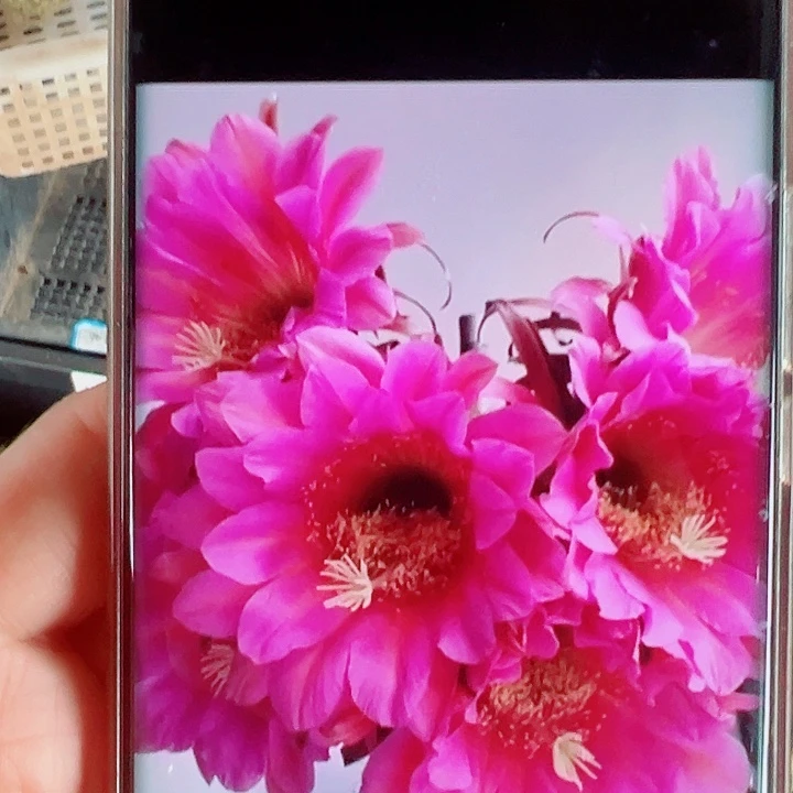 毛花柱飞龙侧芽拍一发二