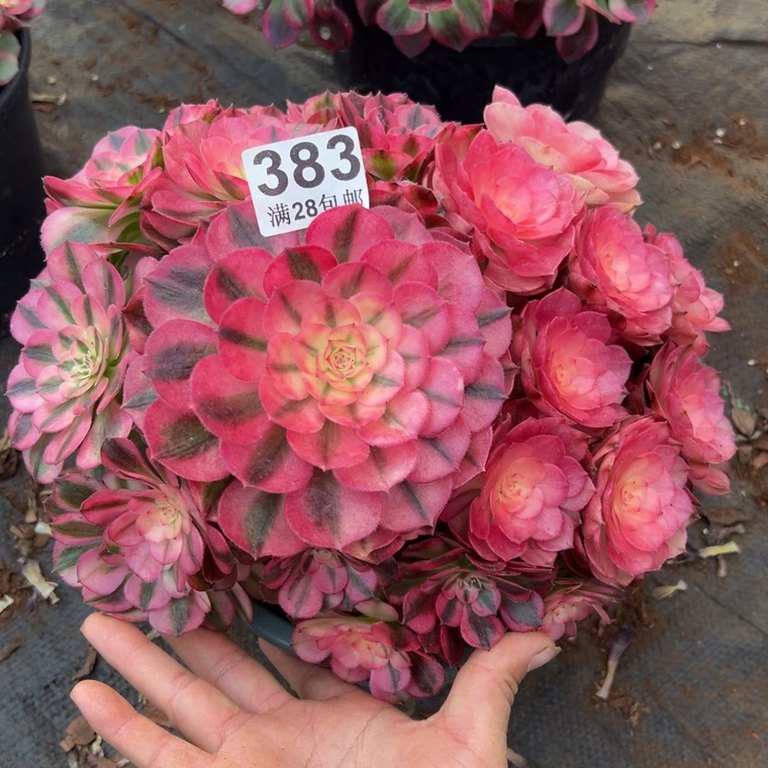 戴***）多肉植物383荔枝的