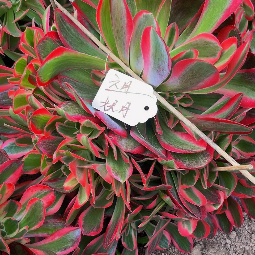 六*&多肉法师妖月寄养度夏