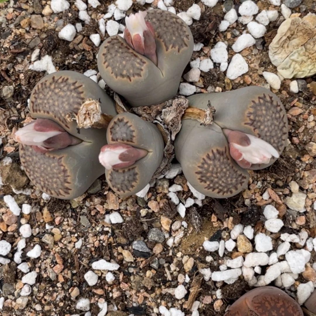 非偏远满20包邮564