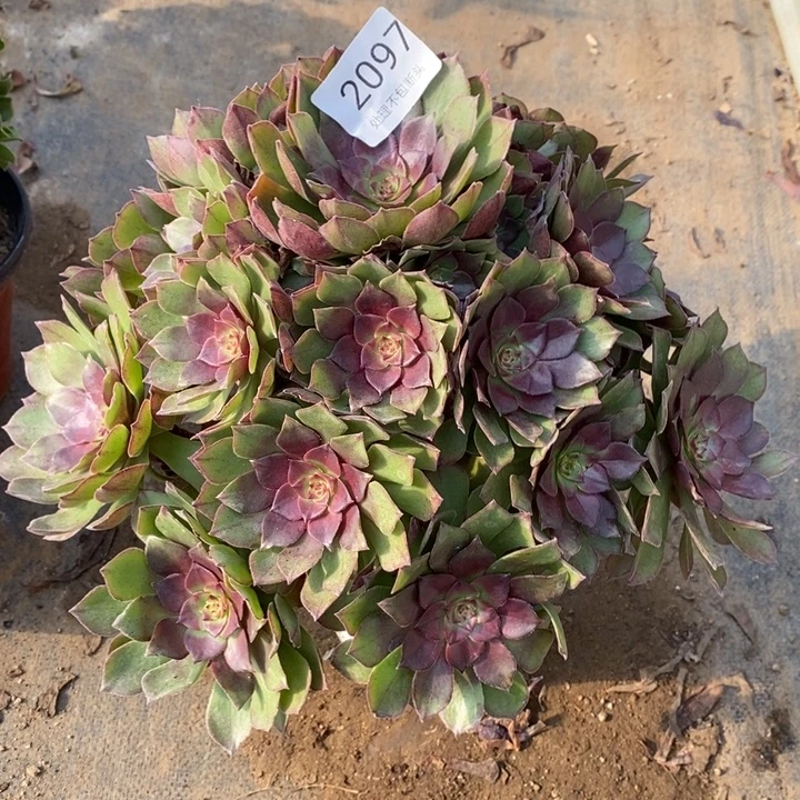 桃花石多肉断头不包2097