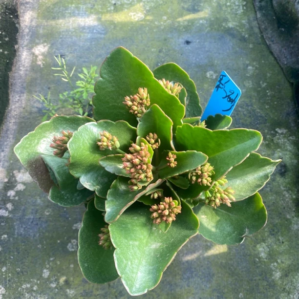 粉猫长寿室内盆栽