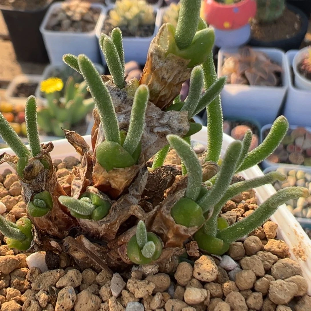 53多肉植物百科植物