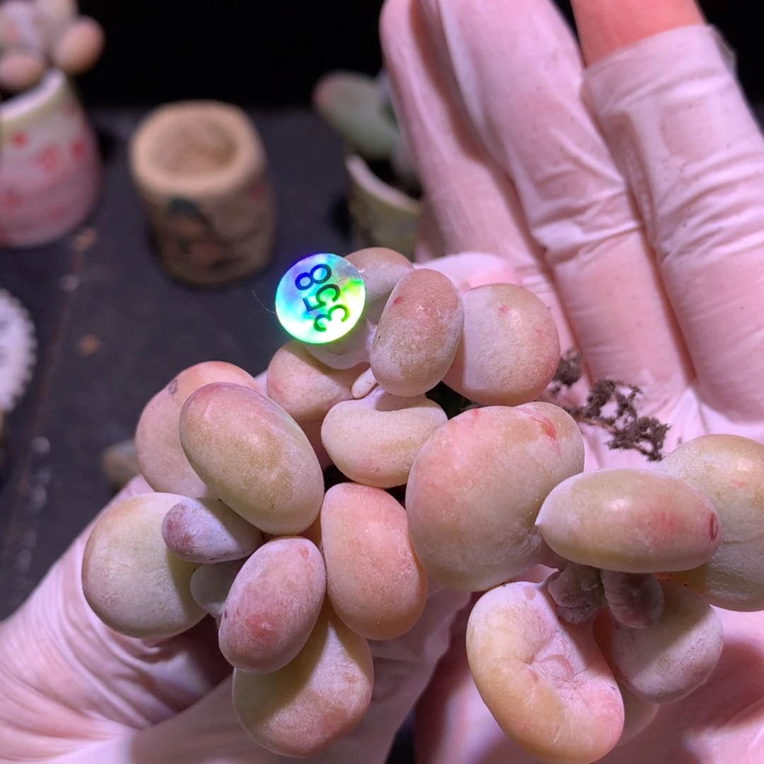 三头黄油油煎奶酪358