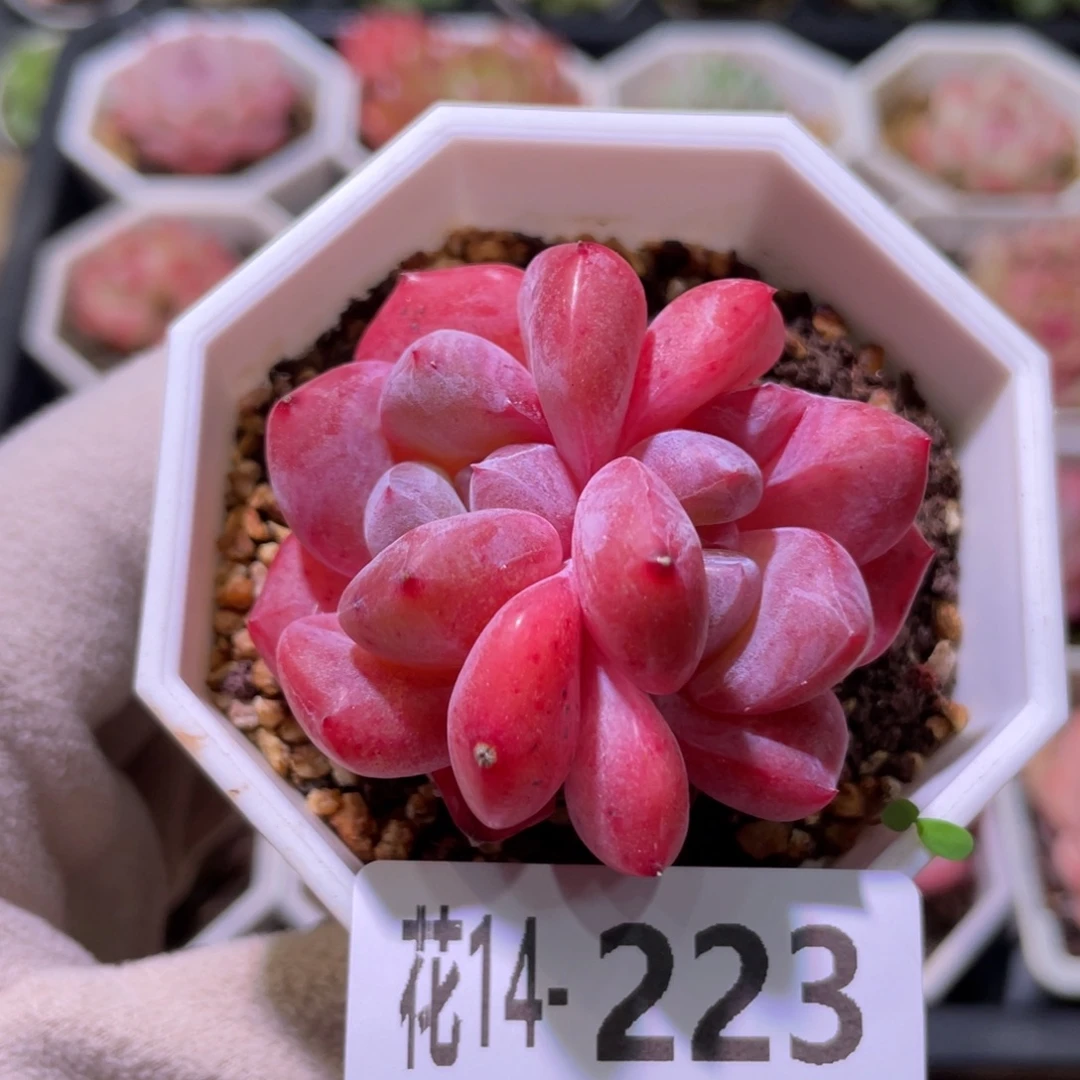 花利美14-223精选糖心