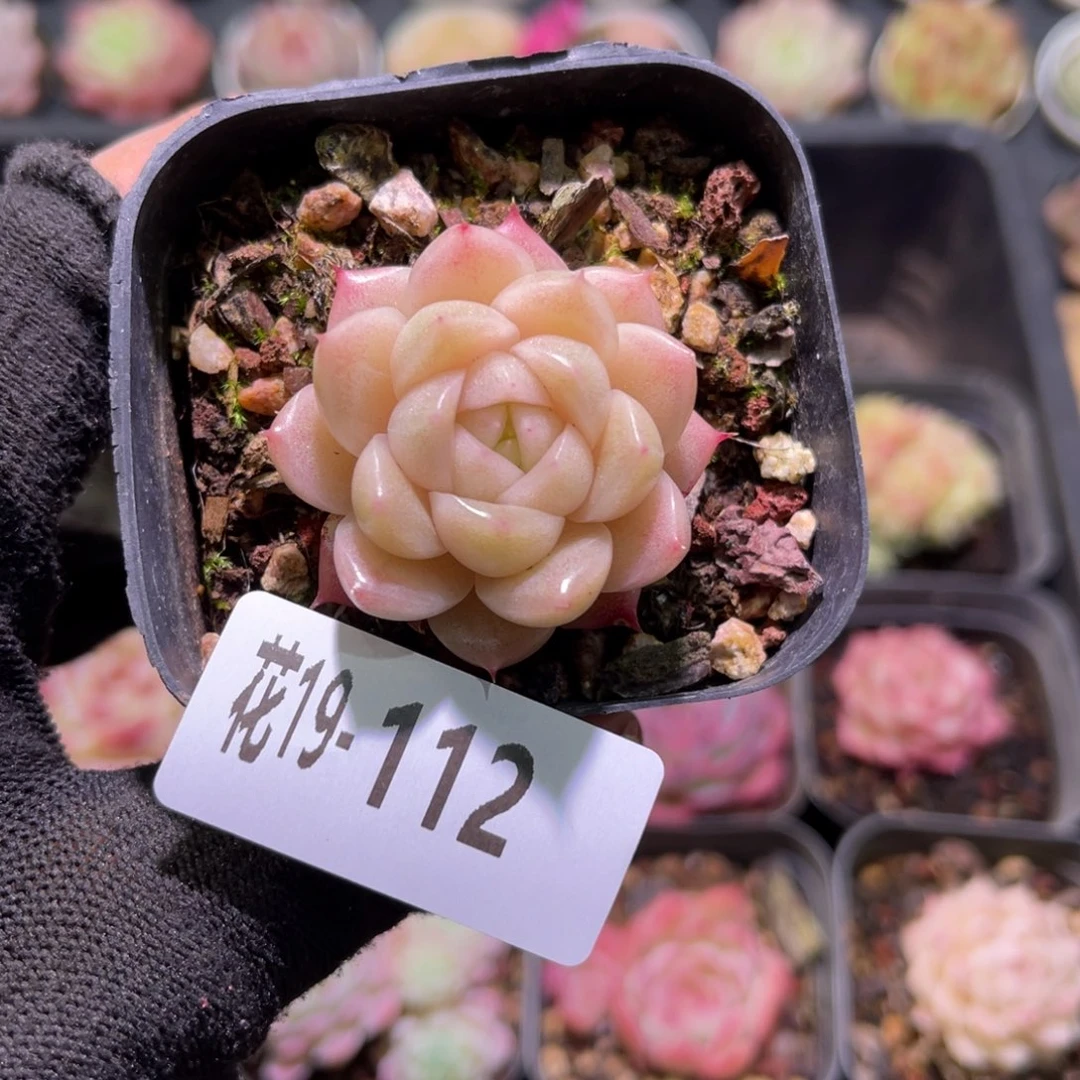 花19-112麦秆单头
