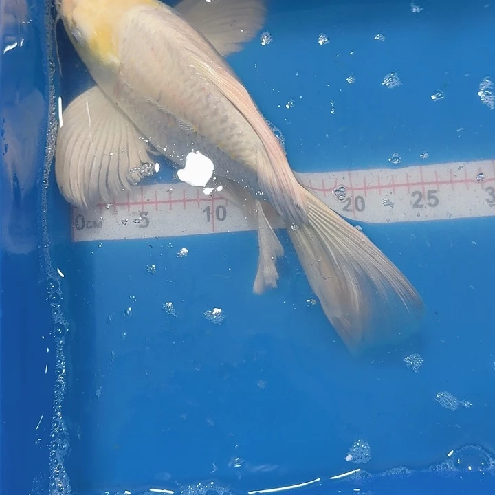 蝴蝶鲤鱼蝴蝶鲤包邮80