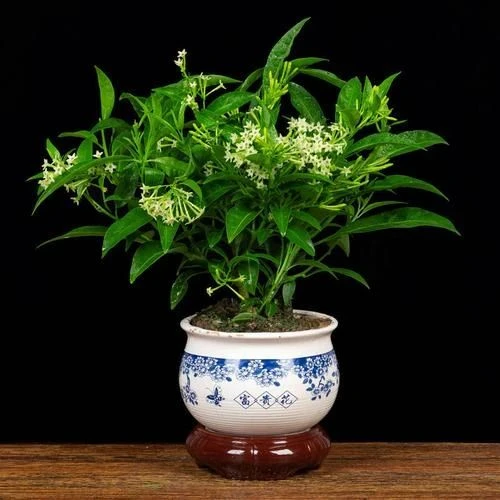 夜来香盆栽花香驱蚊四季青开花不断浓香花卉驱蚊植物花草净化空气