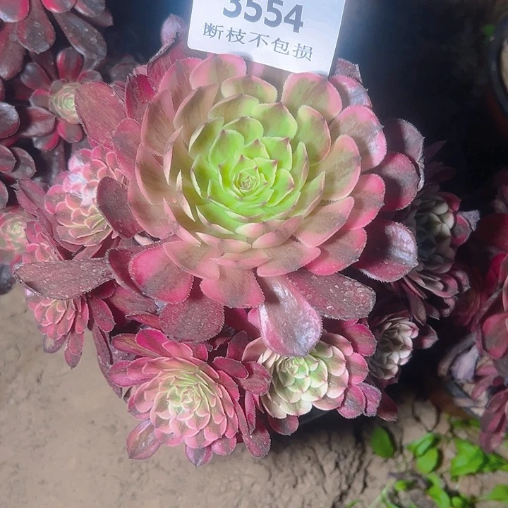 无花朵3554白月光多肉植物2号