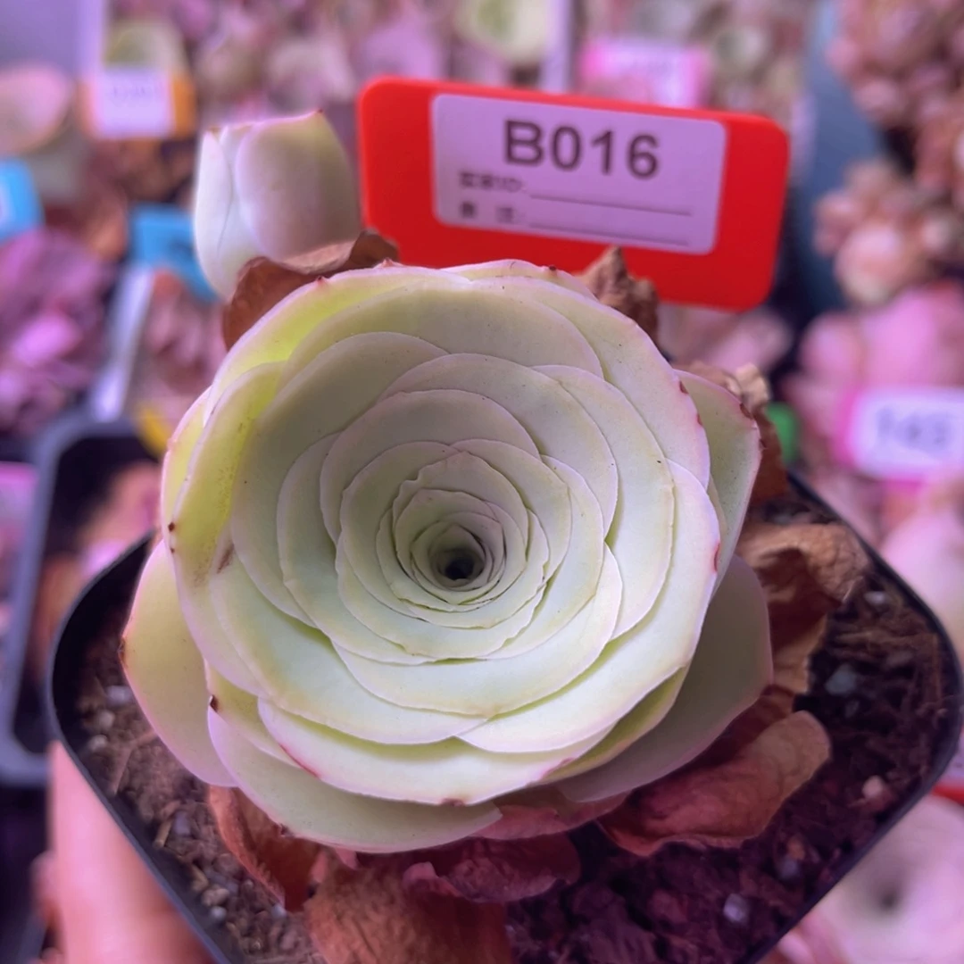 山地玫瑰一物一拍B016