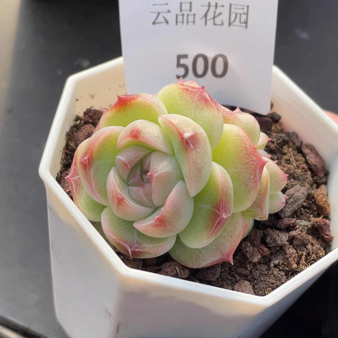 500号糖心冰心珍妮