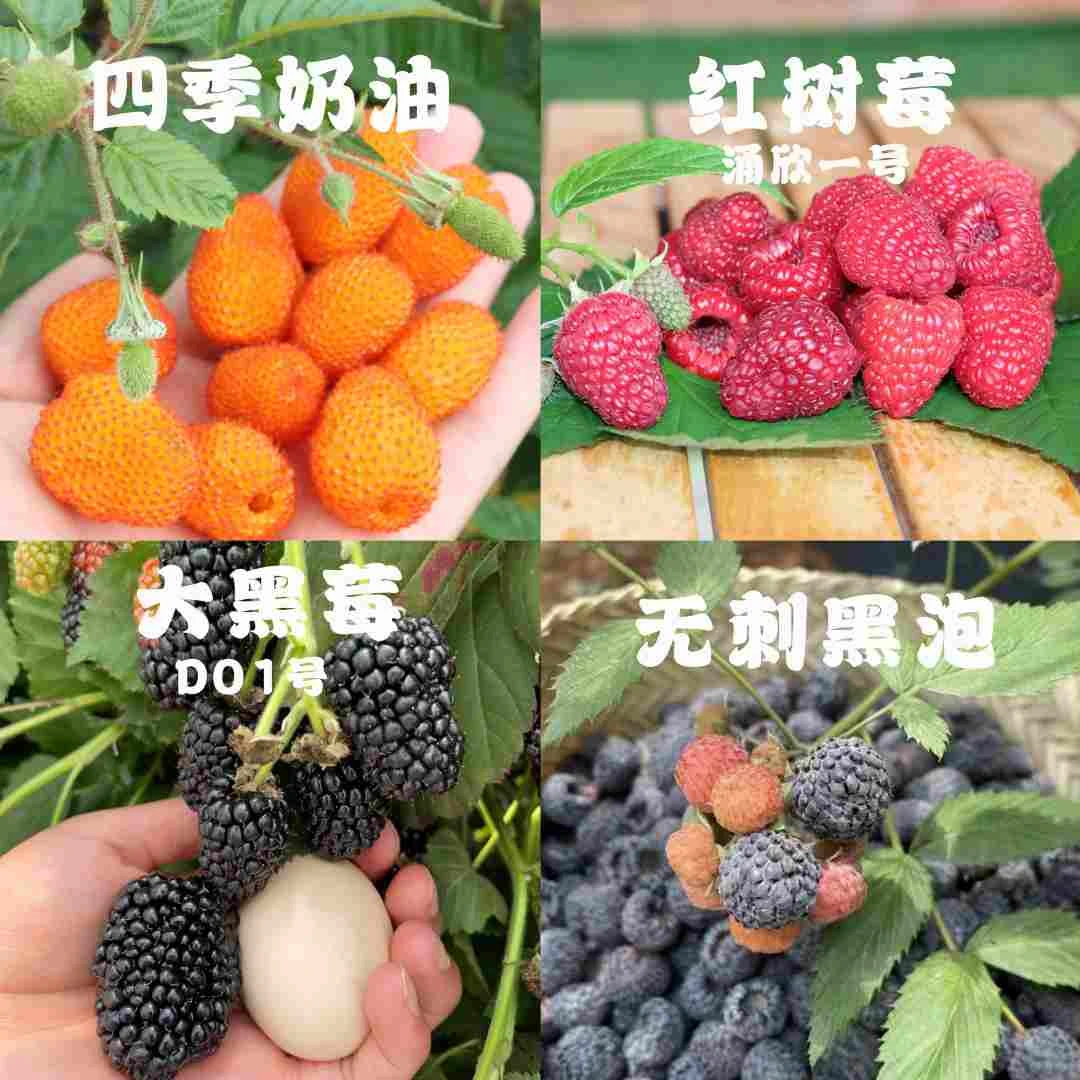 【多个品种树莓】 涌欣一号无刺红树莓黑莓组培苗黑泡奶油泡杯苗