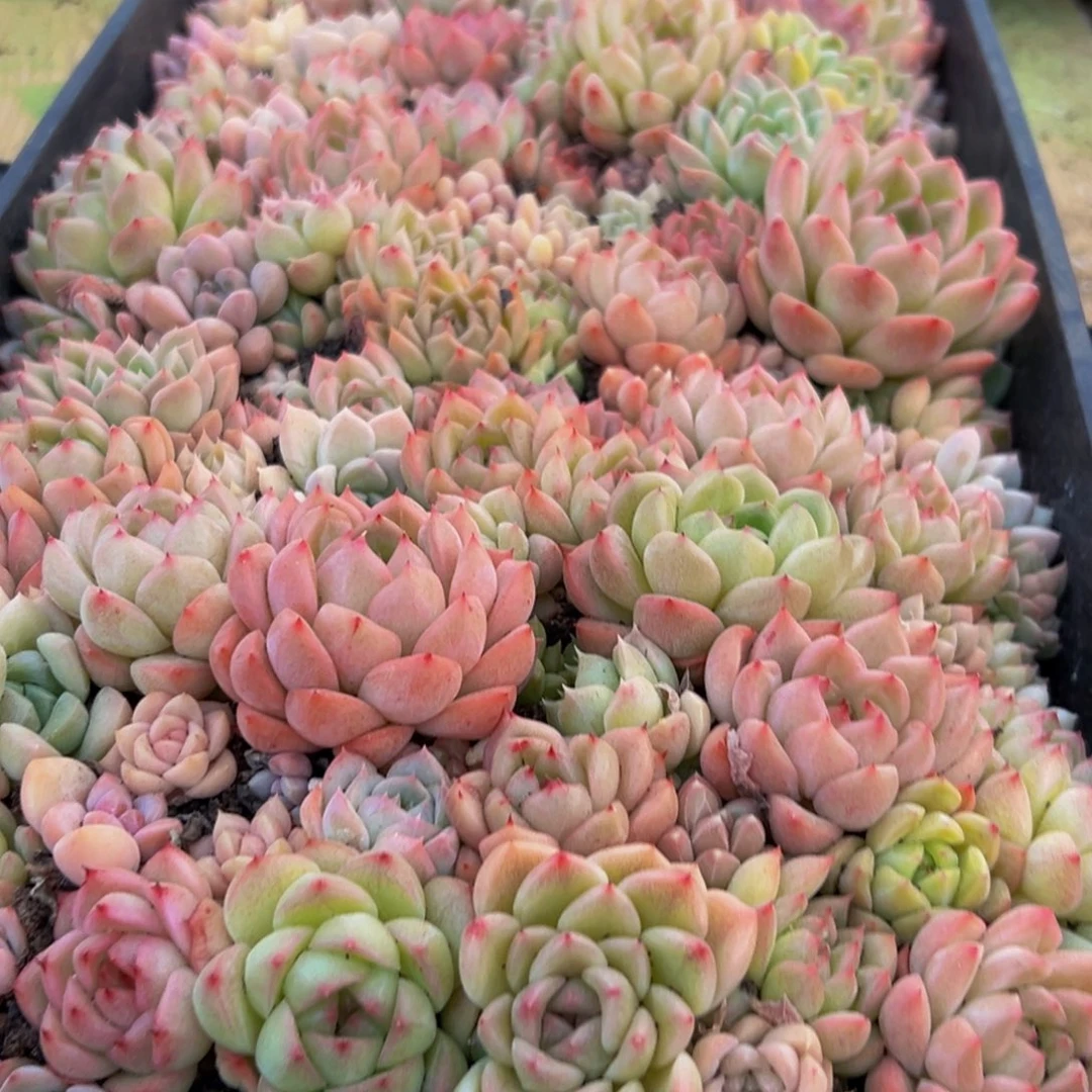 821多肉葡萄的味道是