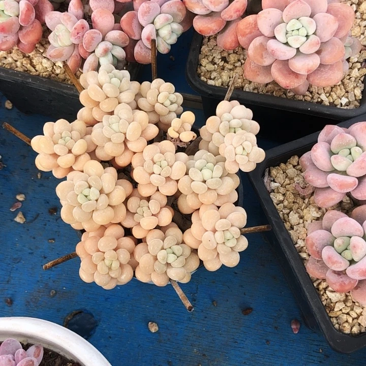 洛可可平头多肉植物