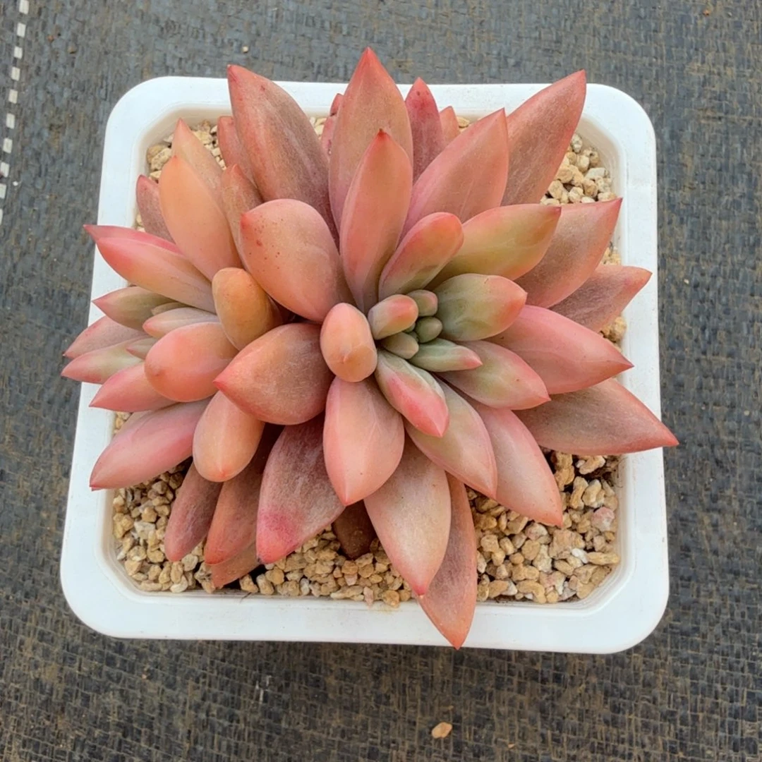 红蜻蜓锦锦上园艺一物一拍
