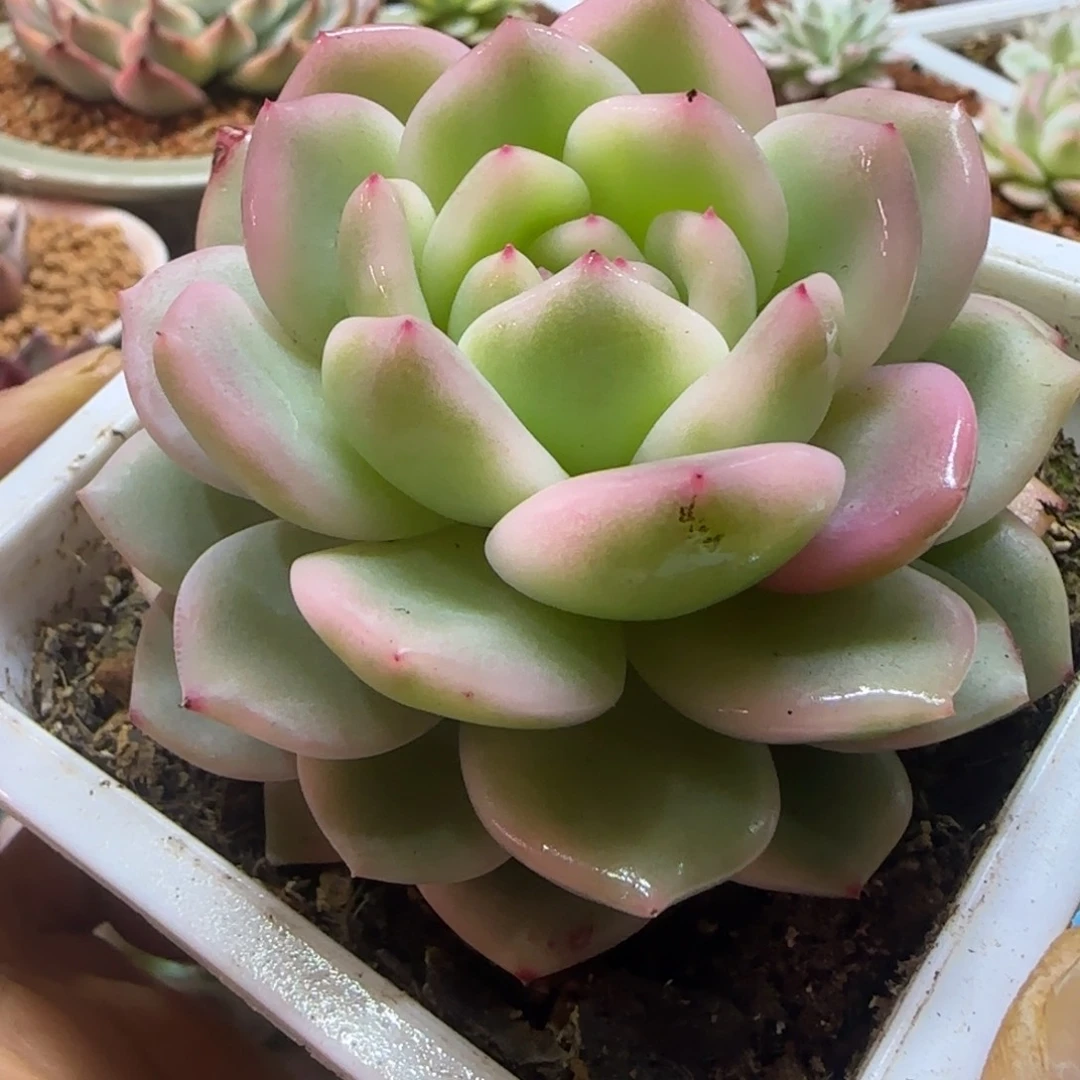 梦露锦 多肉植物