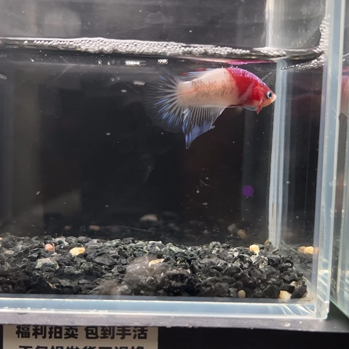斗鱼竞拍跑单拉黑18日81