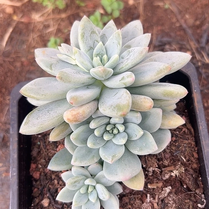 富士雪美人特价一物一拍