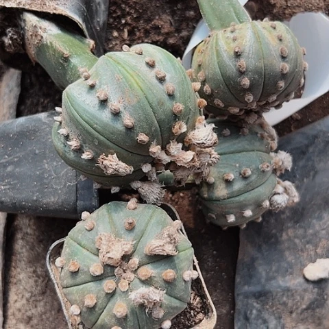 2419处理四个兜仙人球