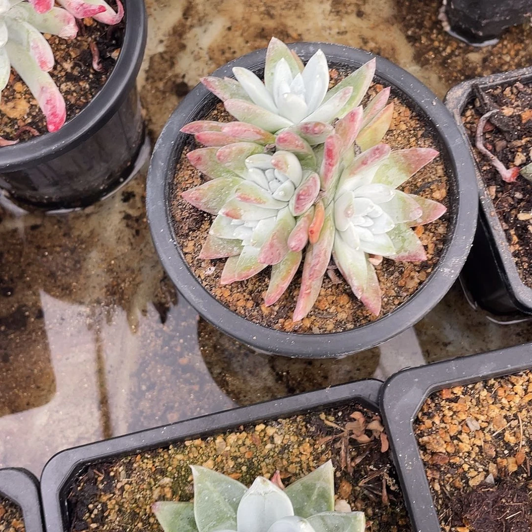 晨溪园艺仙女杯呀