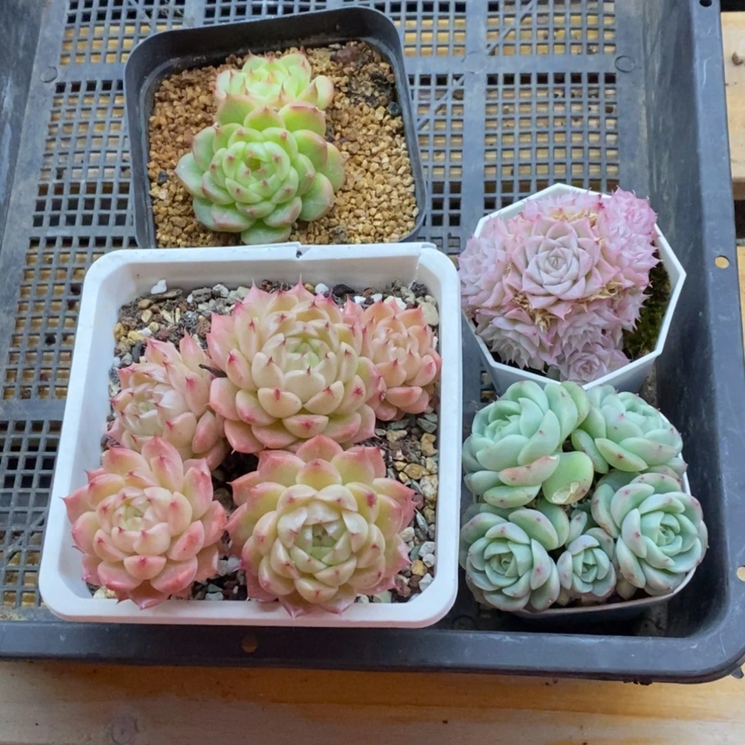 精品多肉一物一拍不包整26