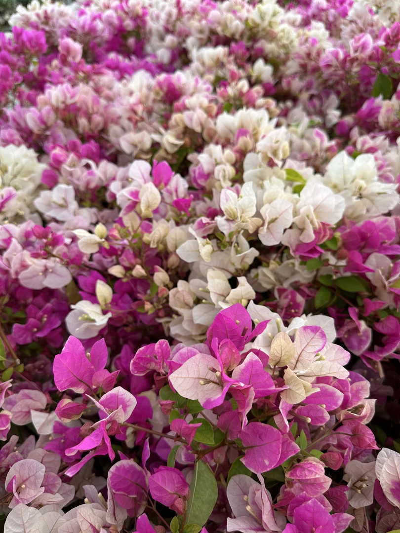 百变花蝴蝶漳红樱三角梅盆景变色魔法师好养四季勤花