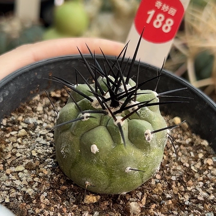 自根豪刺黑王丸3.8cm