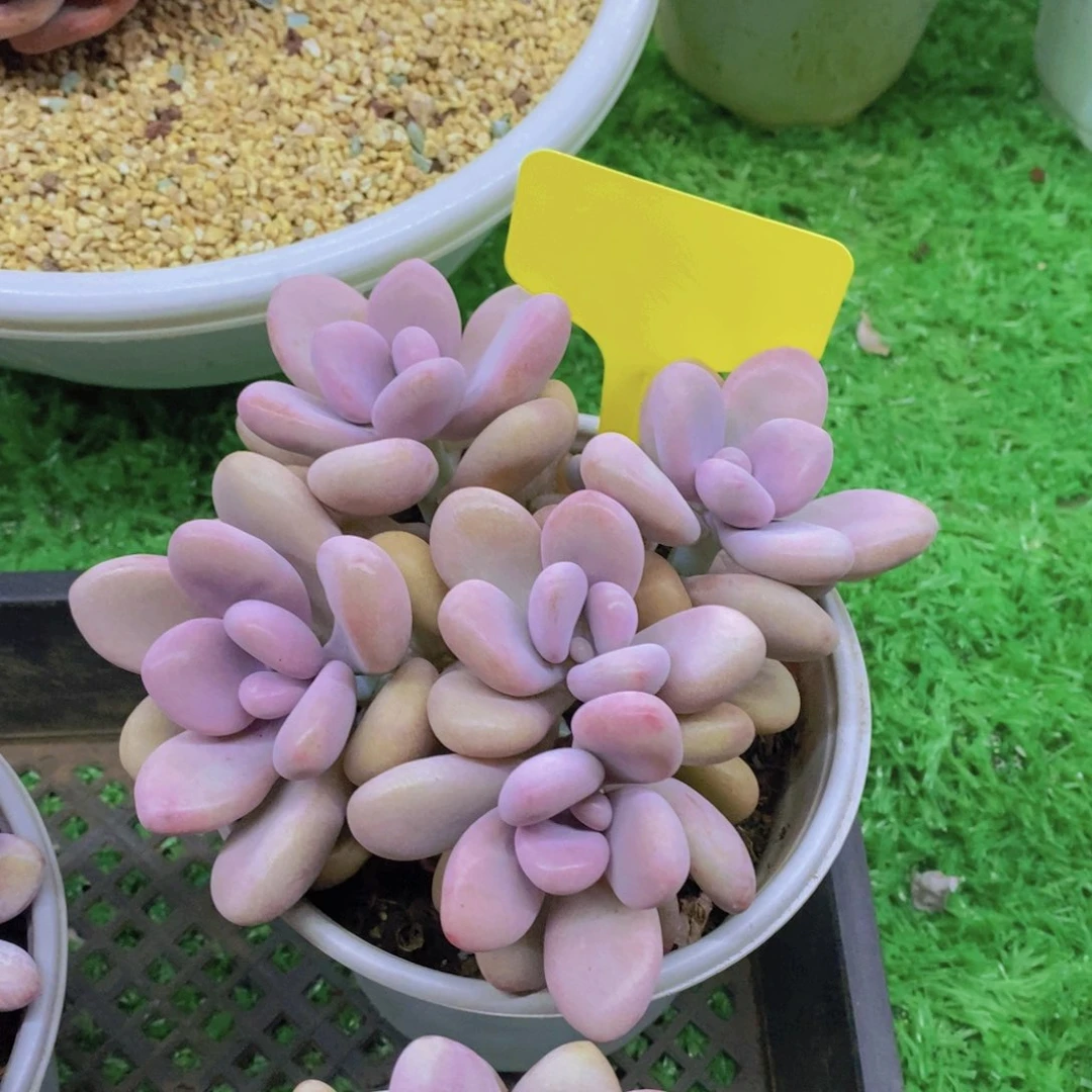 ?****?开心多肉植物多肉