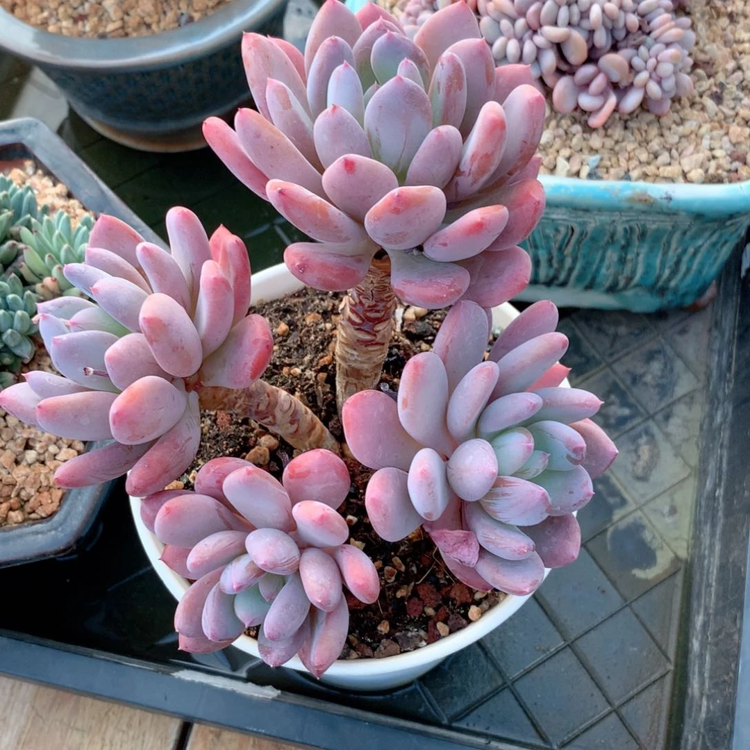 多肉植物一物一拍灰姑娘