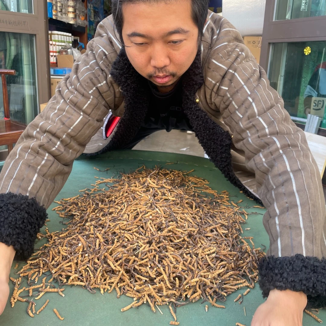 N（大额定向）精品虫草2025年新货冬虫夏草