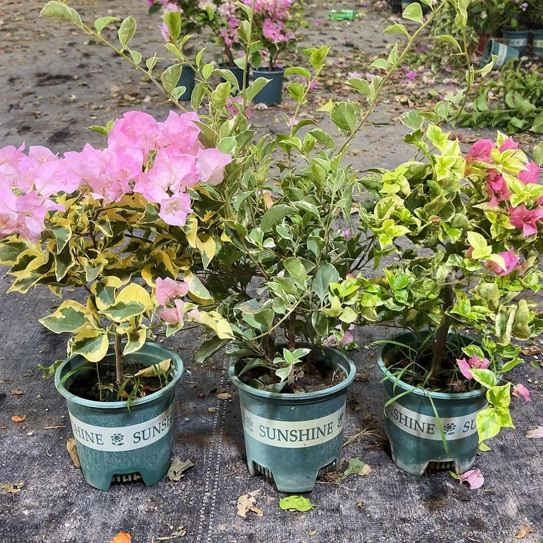 大部分花苞少量开放中国丽人，花叶雪紫，班叶米罗组合