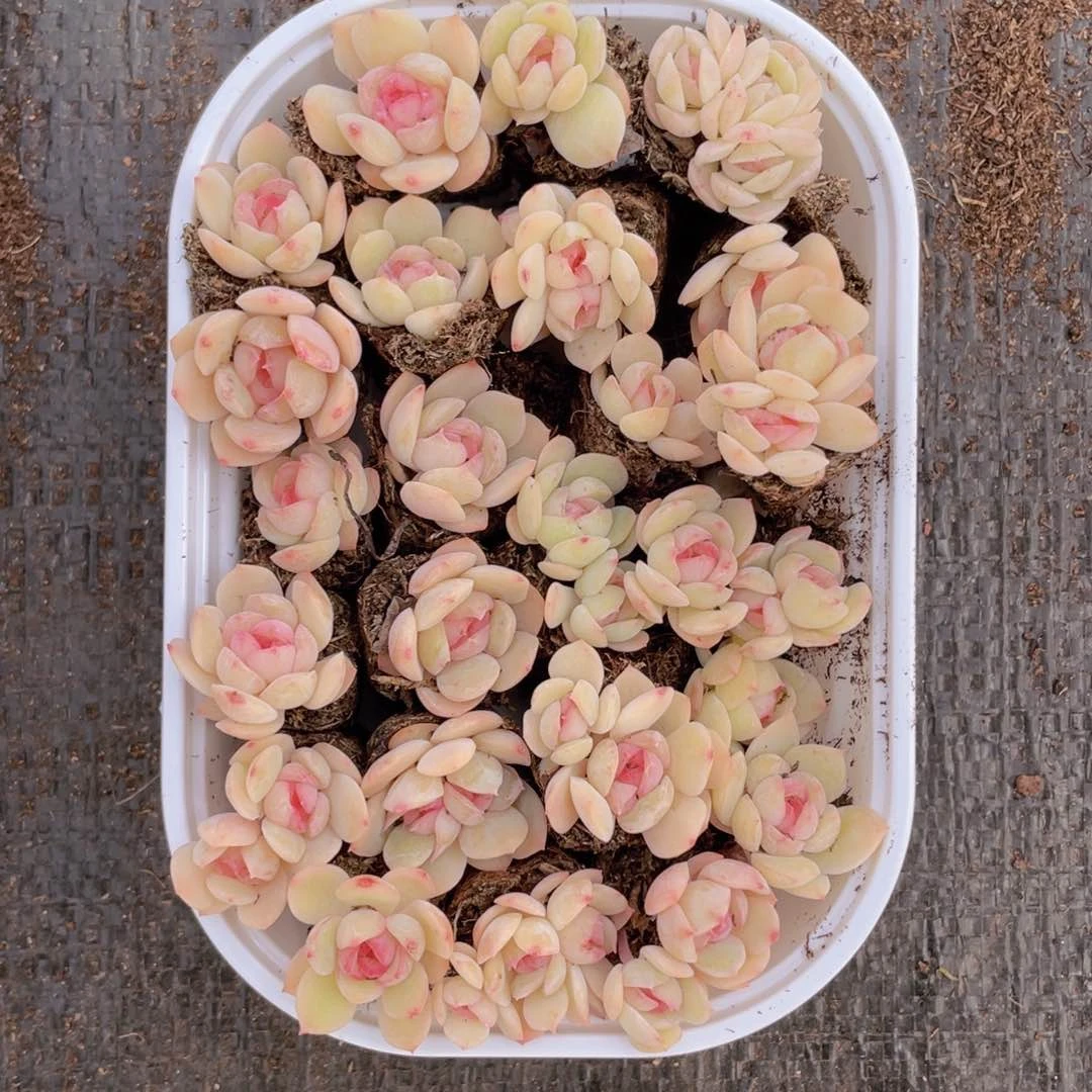 我们的生活方式是什么038