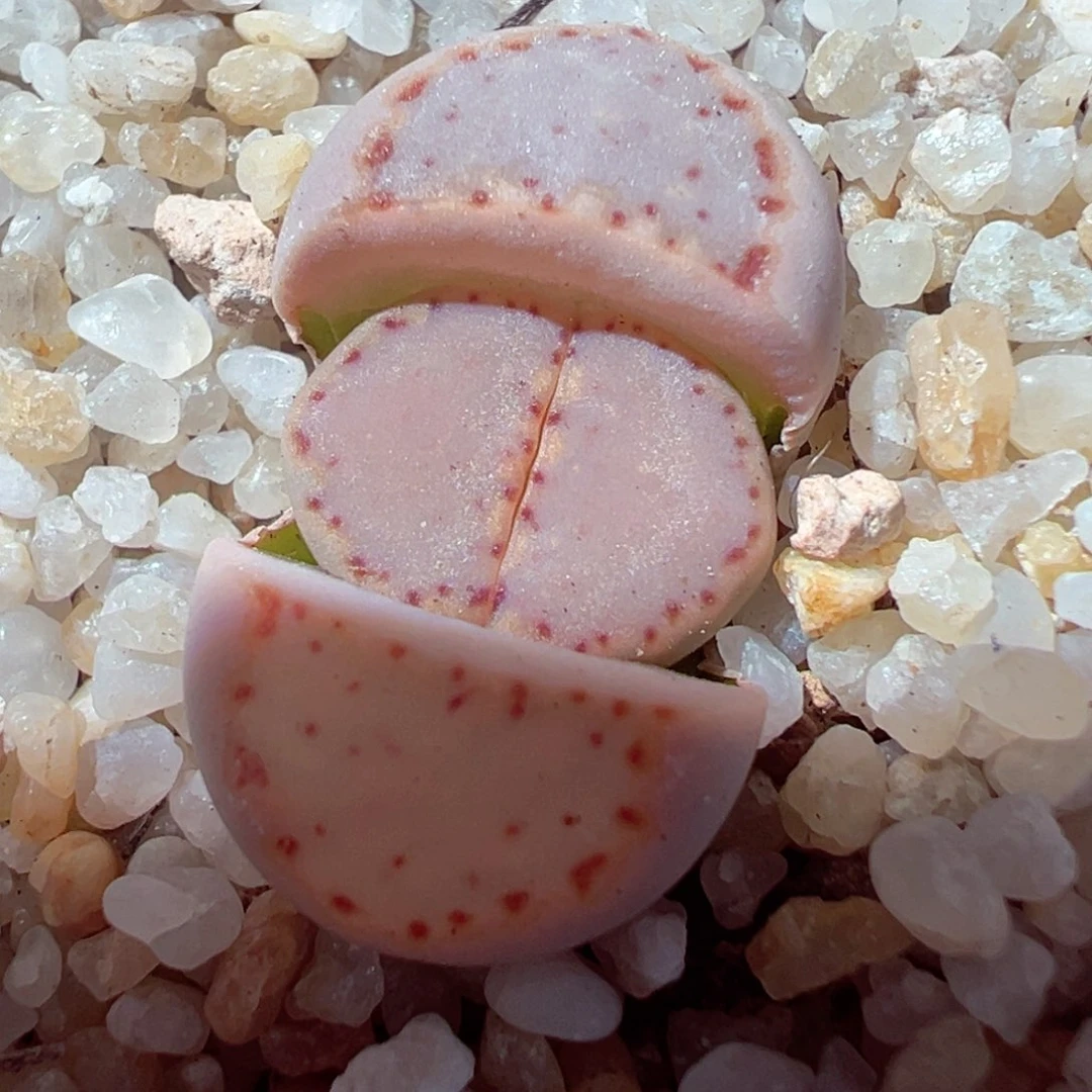 1228-102多肉多日净窗sk