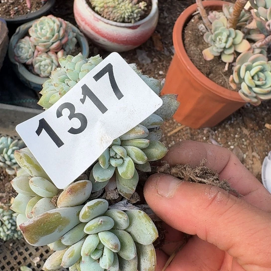 ?****?3134334646464646464