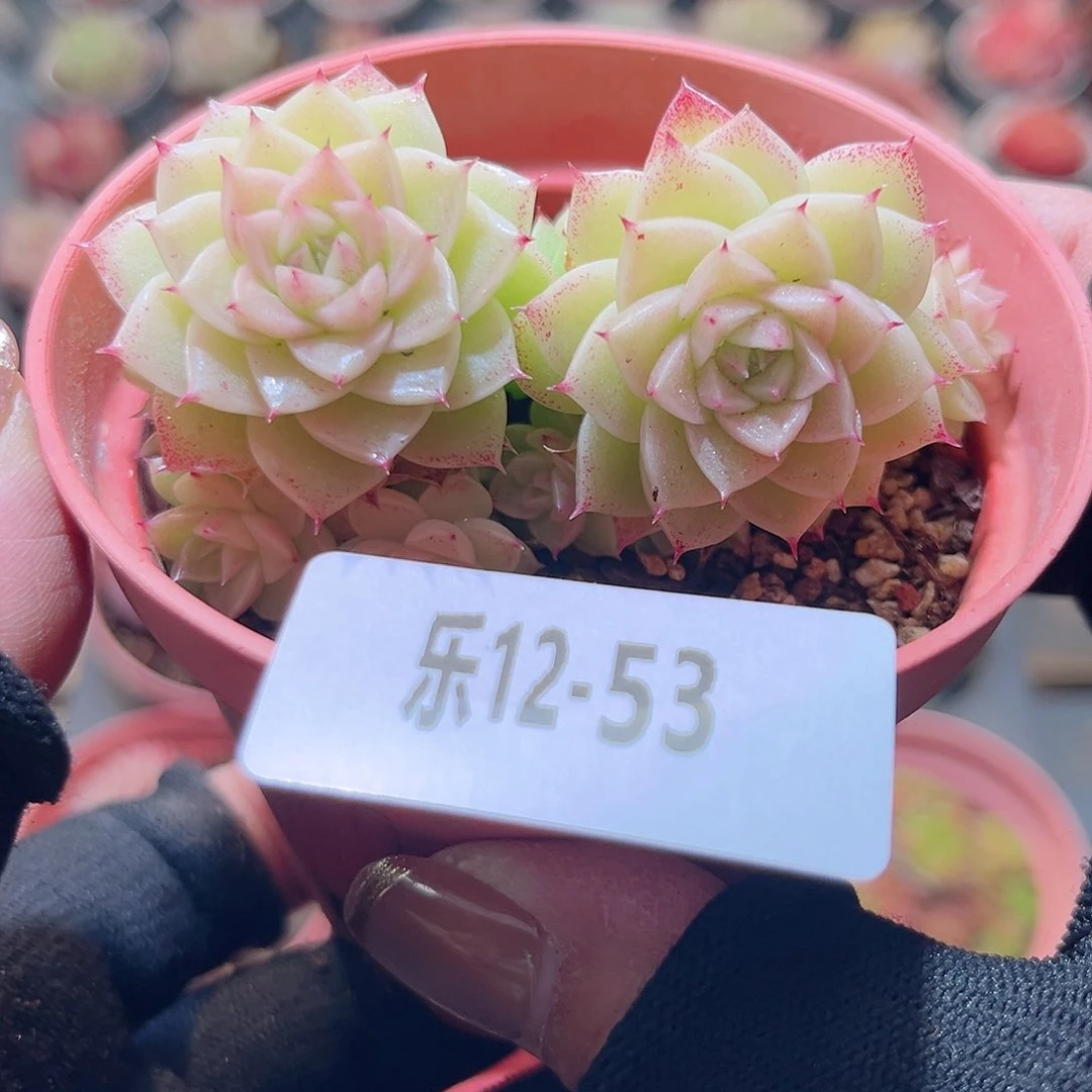 乐12-53 麦秆群不包整