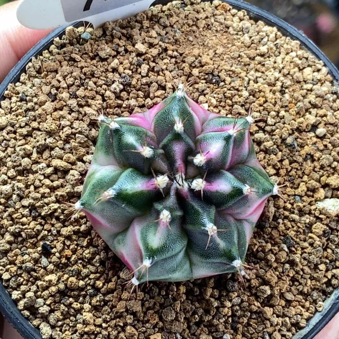 米哈肋骨仙人球49