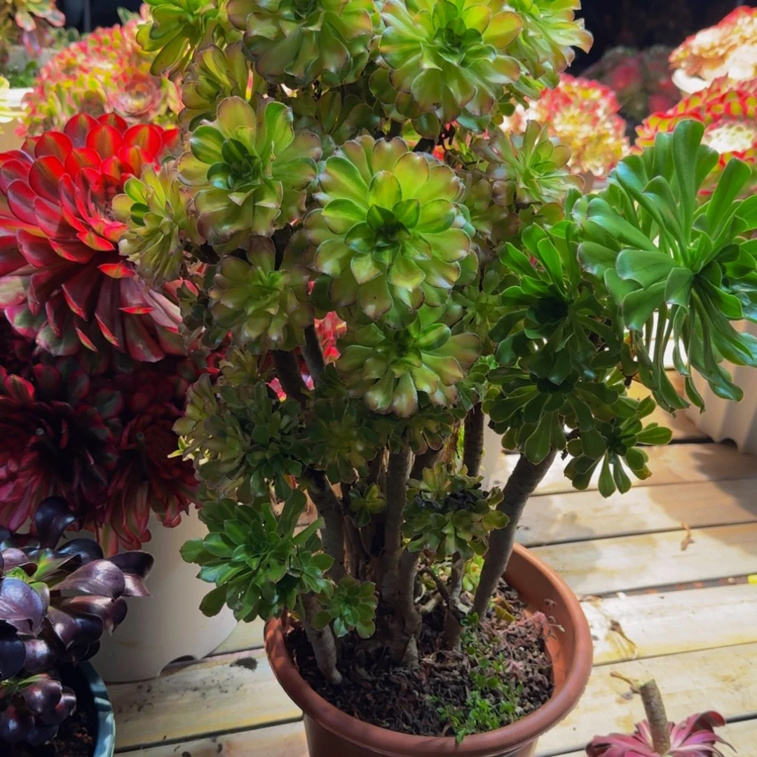 低***.988多肉植物法师号
