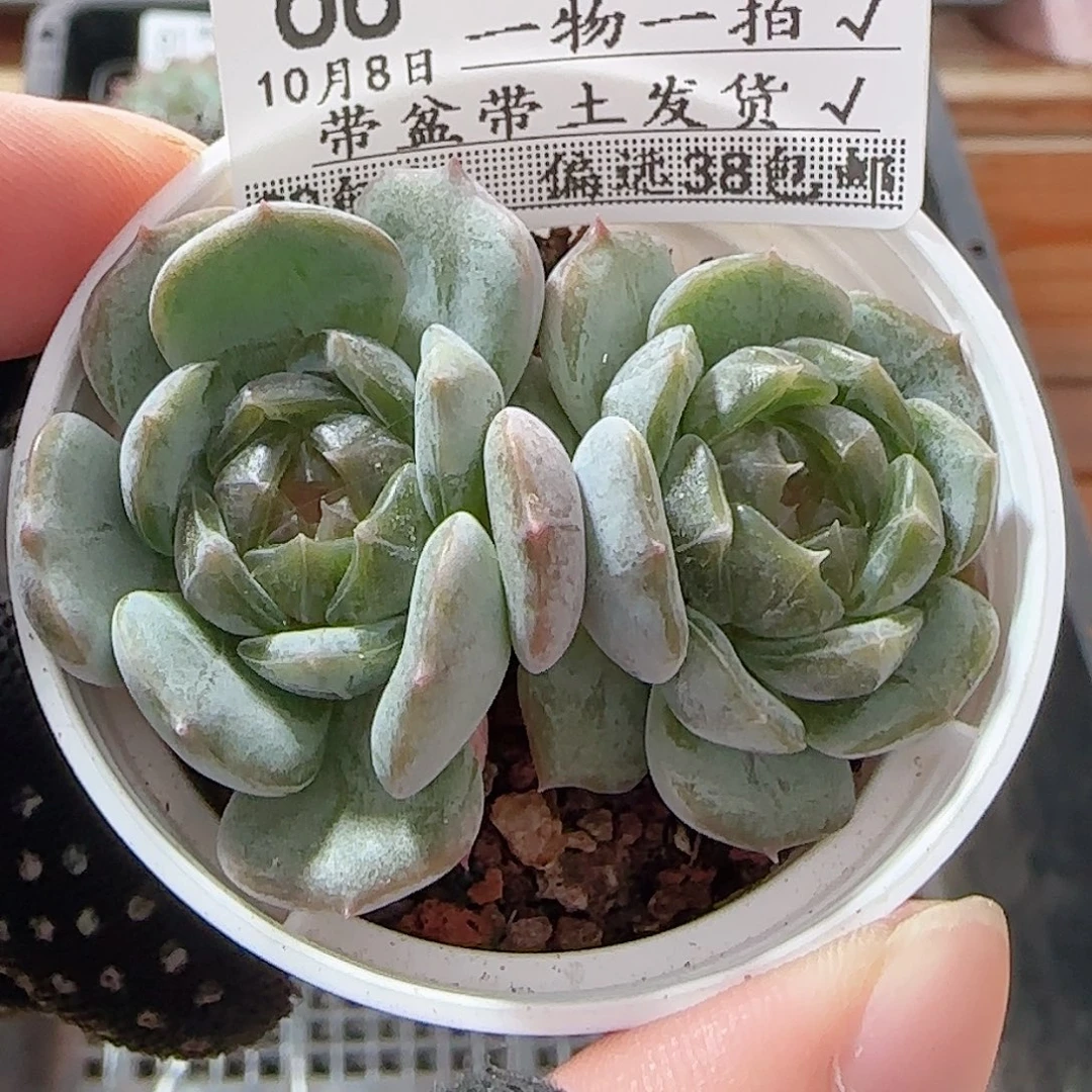 多肉1008--68白恋