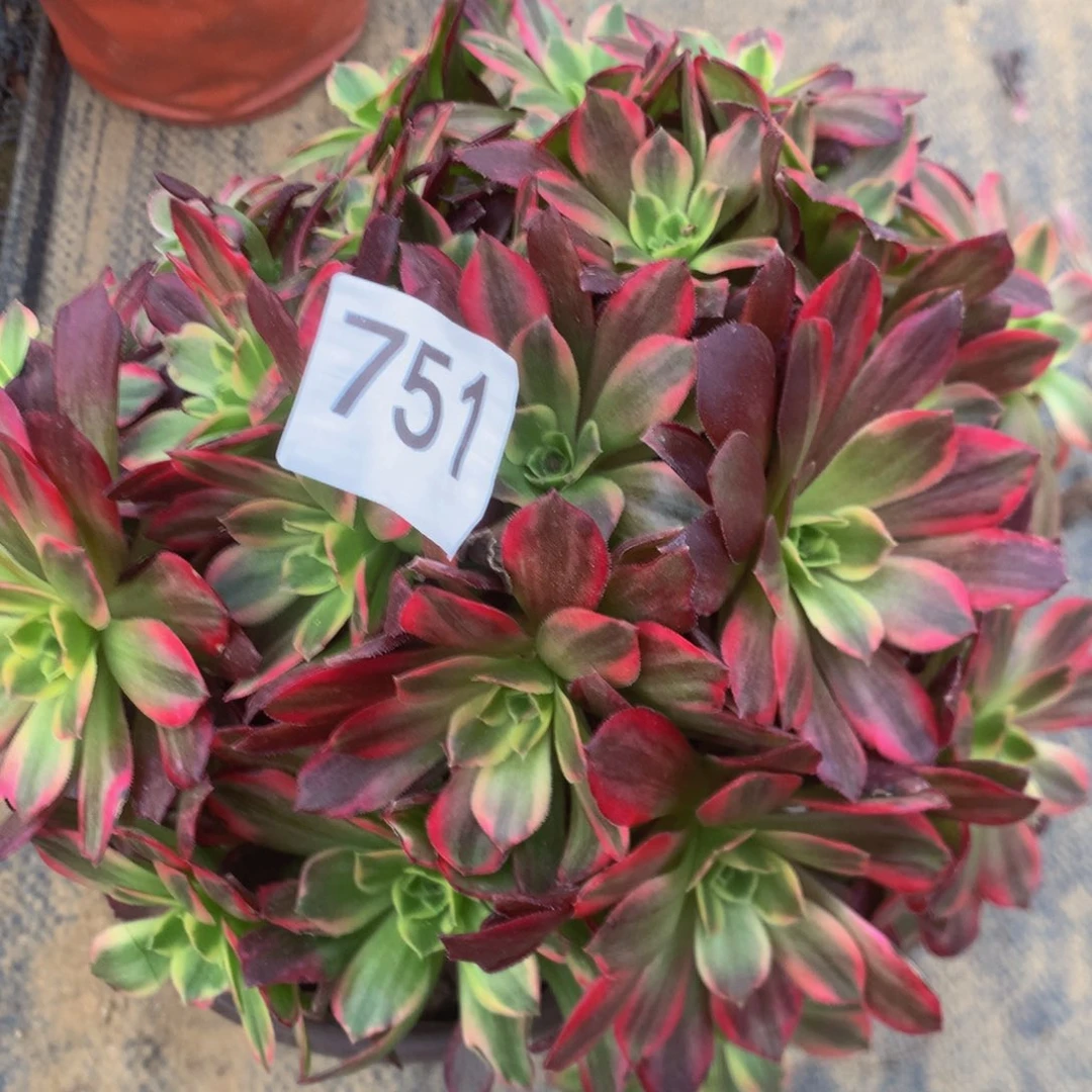 751安娜多肉植物