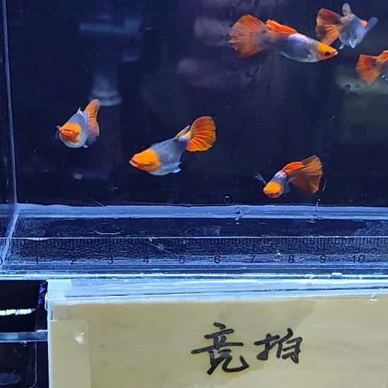 孔雀鱼7蓝贵族短球三对