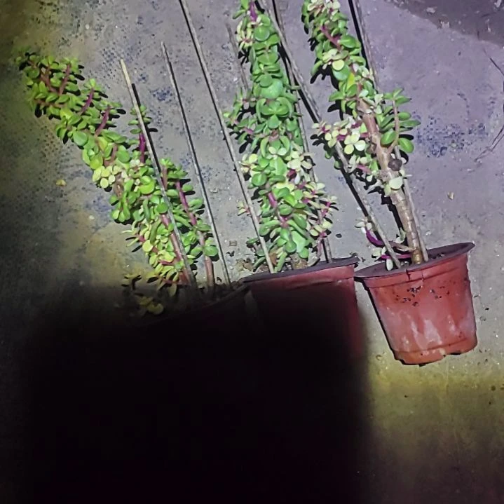 雅乐之华三颗，金枝玉叶