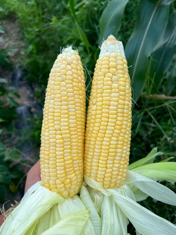 江西露天种植金银单色水果玉米新鲜甜脆可生吃