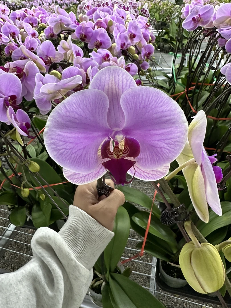 兰屿 LYSLAND【心动少女】蝴蝶兰鲜花盆栽